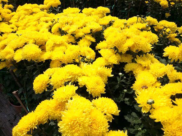 Mua 6 loại hoa này cúng vía Thần Tài, sang năm lộc nở rộ hơn mua vàng - 3 - kythuatcanhtac.com