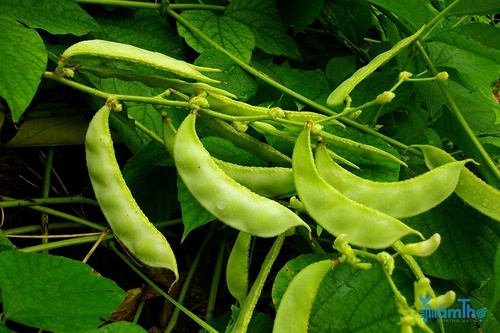 Cách trồng đậu ván - kythuatcanhtac.com