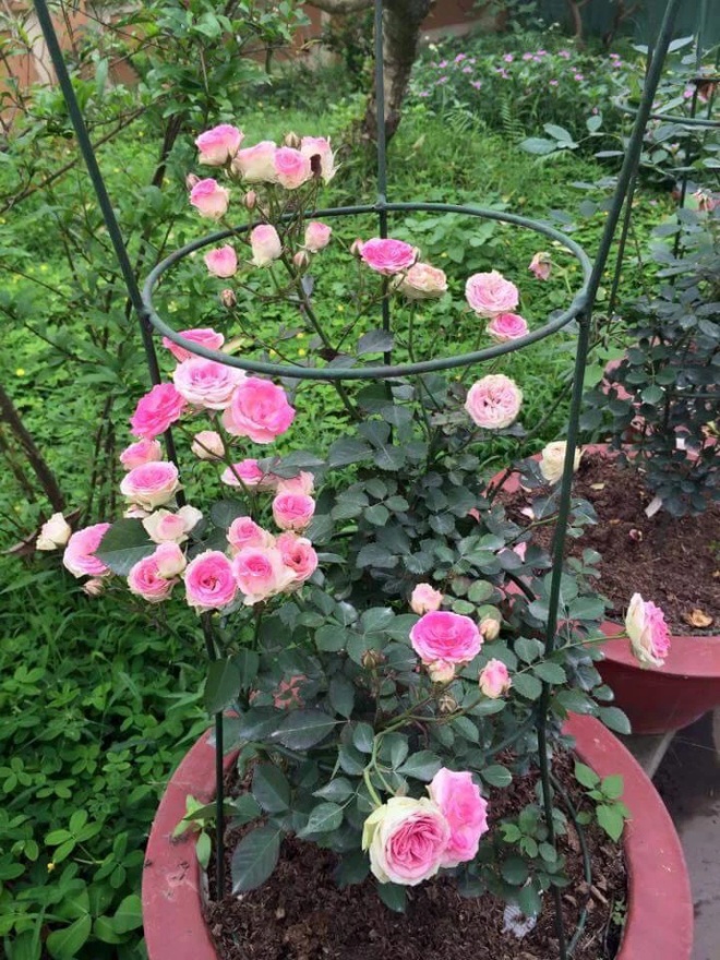 Chậu hoa hồng ngoại lâu bung nở, chỉ cần 4 thao tác nhỏ bạn có thể thu hoạch cả vườn - 4 - kythuatcanhtac.com