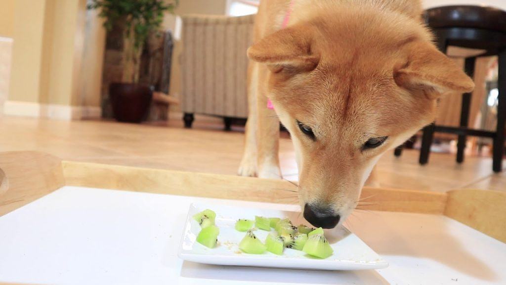 Chó Shiba đang ăn quả kiwi - kythuatcanhtac.com