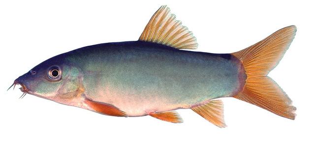 Cá Heo xanh đuôi đỏ - Cá Heo miền Tây - kythuatcanhtac.com