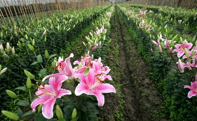 Hoa Ly - Đặc điểm, ý nghĩa và Cách trồng chăm sóc Hoa ly 2 - kythuatcanhtac.com