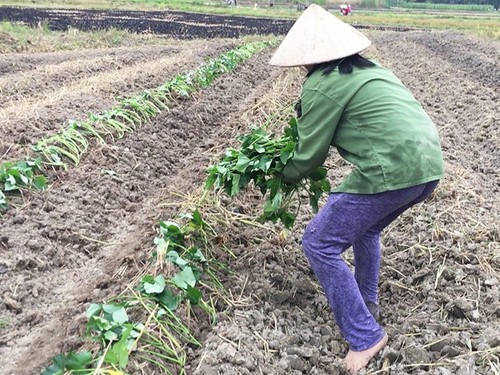 Kỹ thuật trồng khoai lang - kythuatcanhtac.com