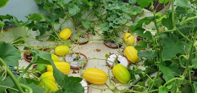 Bầu bí 7 tháng, mẹ Sài Gòn vẫn còng lưng trồng rau sân thượng, thành quả ngoài mong đợi - 3 - kythuatcanhtac.com