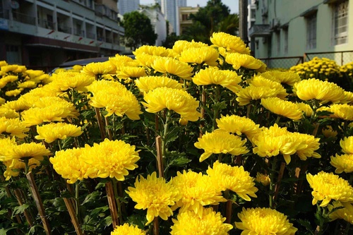 Những loại hoa Tết người Sài Gòn thường mua để mang lại tài lộc, may mắn cả năm - 14 - kythuatcanhtac.com