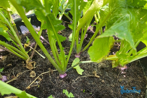 Hướng dẫn cách trồng củ cải Turnip từ hạt giống - kythuatcanhtac.com