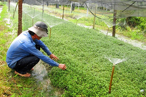 Kỹ thuật trồng xà lách xoong - kythuatcanhtac.com