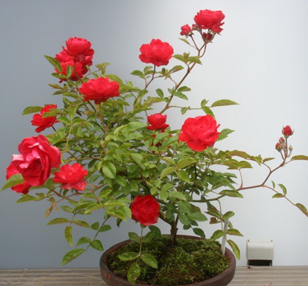 Cách trồng hoa hồng sau Tết, đừng vứt đi phí của, để lại vài tháng sau có hoa mới - 1 - kythuatcanhtac.com