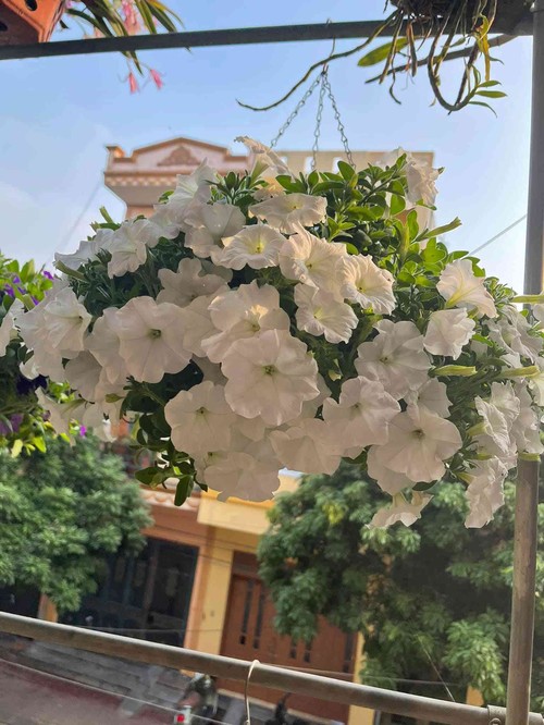 Ngẩn ngơ ngắm ngôi nhà phủ kín hoa dạ yến thảo của mẹ đảm Hưng Yên - 8 - kythuatcanhtac.com