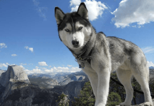 Chó Husky - Chú chó đa cảm xúc nhất trong tất cả các loại pet 16 - kythuatcanhtac.com