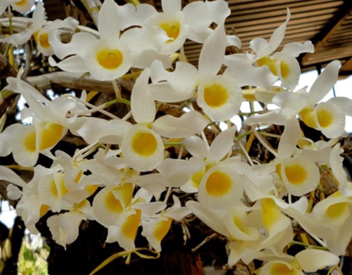 Hoa lan hoàng phi hạc - Những thông tin cơ bản liên quan đến hoa lan hoàng phi hạc 14 - kythuatcanhtac.com
