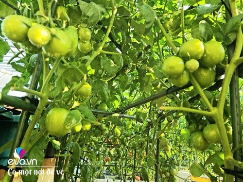 Mẹ Hưng Yên cẩu đất lên sân thượng trồng cà chua, vài tháng sau được cả vườn sai lúc lỉu - 13 - kythuatcanhtac.com