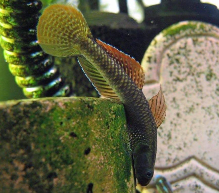 Cá bống rồng - Những hình ảnh đẹp về cá bống rồng 13 - kythuatcanhtac.com