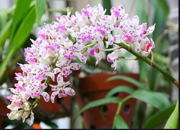 Hoa lan đại châu - Nguồn gốc, đặc điểm, cách trồng và chăm sóc hoa lan đại châu 28 - kythuatcanhtac.com