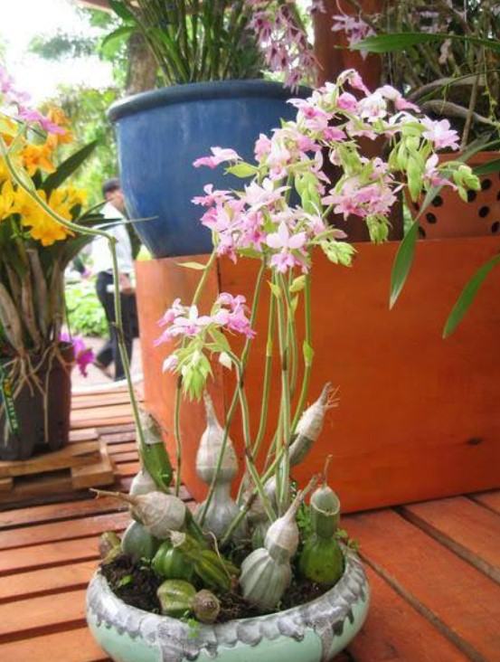 Hoa lan bầu rượu - Nguồn gốc, đặc điểm, cách trồng và chăm sóc hoa lan bầu rượu 14 - kythuatcanhtac.com