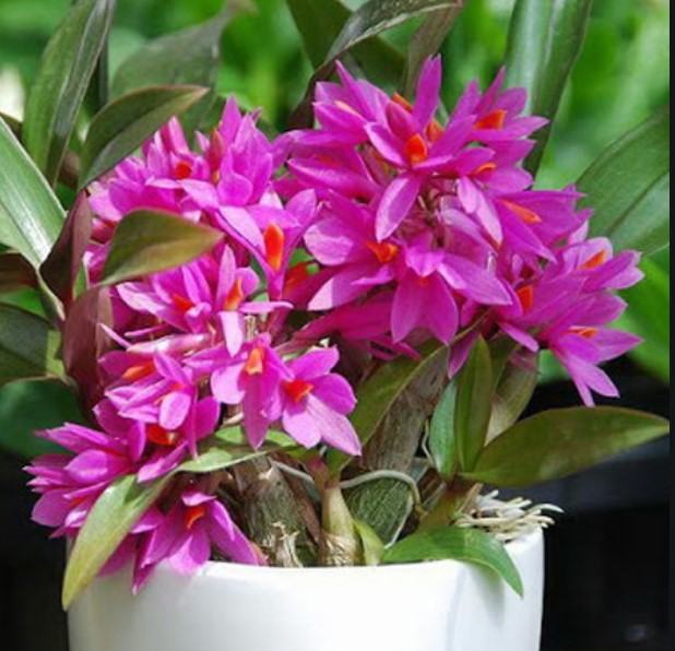 Hoa lan báo hỷ - Loài hoa có sắc đẹp rực rỡ và hương thơn cuốn hút 19 - kythuatcanhtac.com