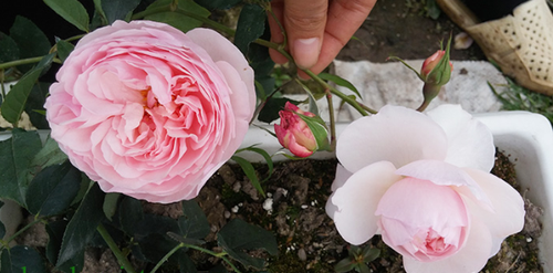 Hoa hồng Heritage Rose (hồng leo Tuyết Hương) - giống hồng leo Anh 2 - kythuatcanhtac.com