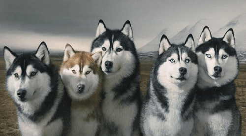 Chó Husky - Chú chó đa cảm xúc nhất trong tất cả các loại pet 17 - kythuatcanhtac.com