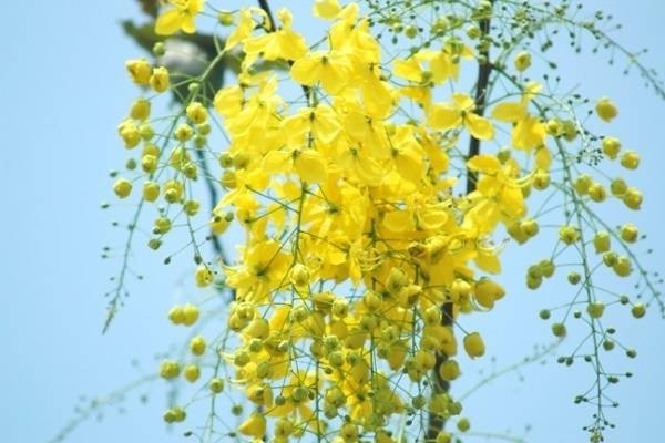 Hoa Bọ Cạp vàng: Đặc điểm, nguồn gốc, ý nghĩa và cách trồng - 3 - kythuatcanhtac.com