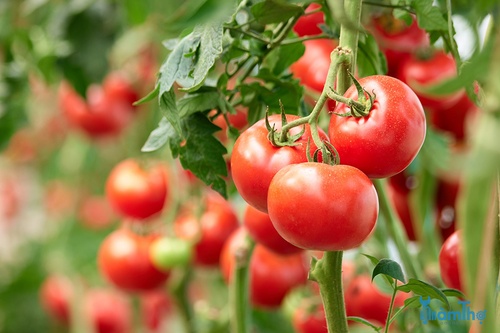 3 vấn đề phổ biến nhất của cây cà chua và cách phòng ngừa - kythuatcanhtac.com