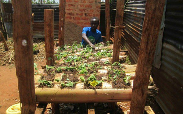 Học người nước ngoài trồng rau trên thân chuối, tiết kiệm diện tích, rau lớn ầm ầm - 5 - kythuatcanhtac.com