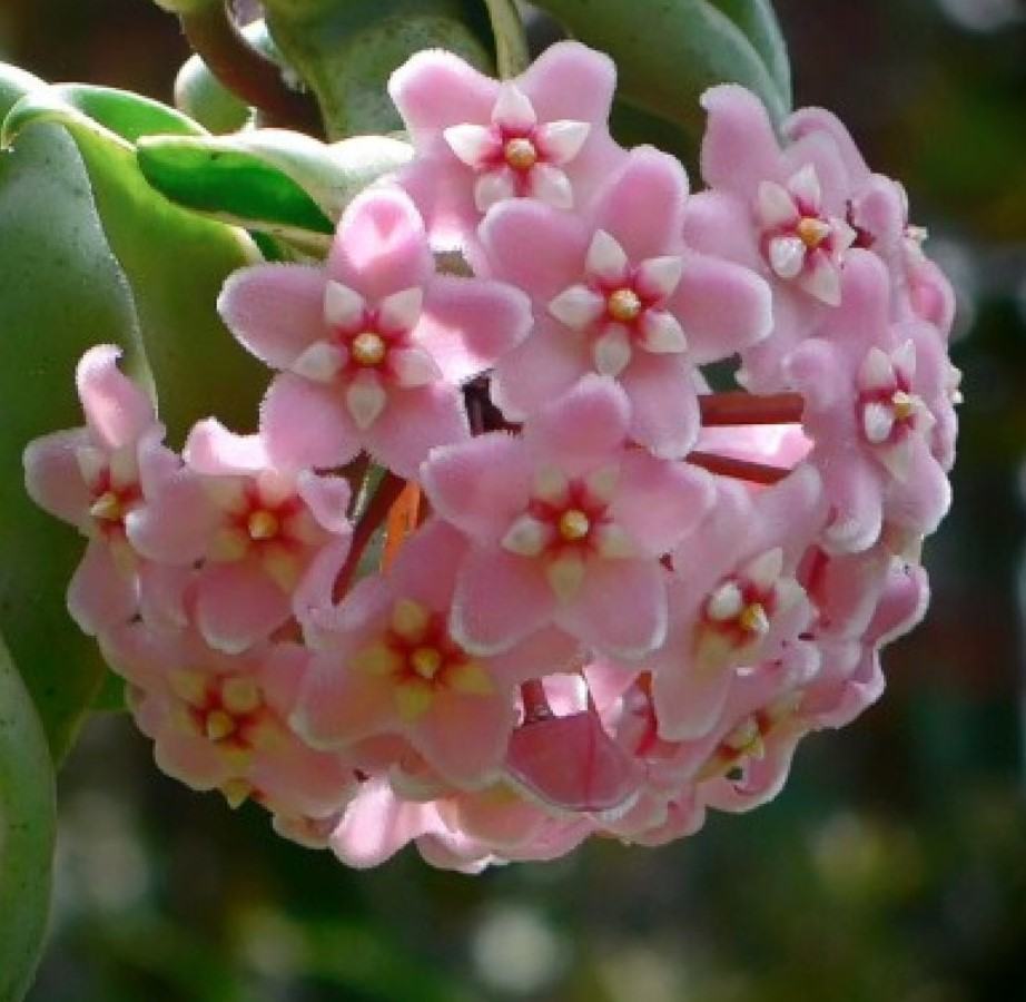Hoa lan cẩm cù - Nguồn gốc, đặc điểm, cách trồng và chăm sóc hoa lan cẩm cù 24 - kythuatcanhtac.com