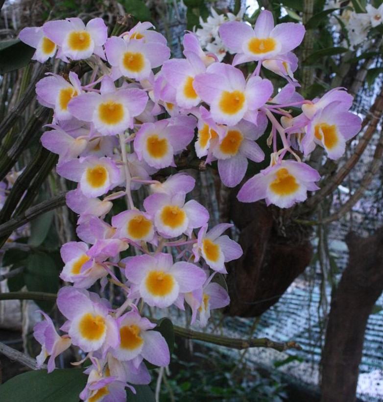 Hoa lan kiều tím - Loài hoa có vẻ đẹp không tỳ vết 17 - kythuatcanhtac.com