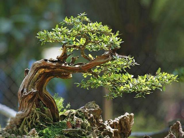 Cây Linh Sam: Đặc điểm, ý nghĩa và cách trồng loài cây độc đáo - kythuatcanhtac.com