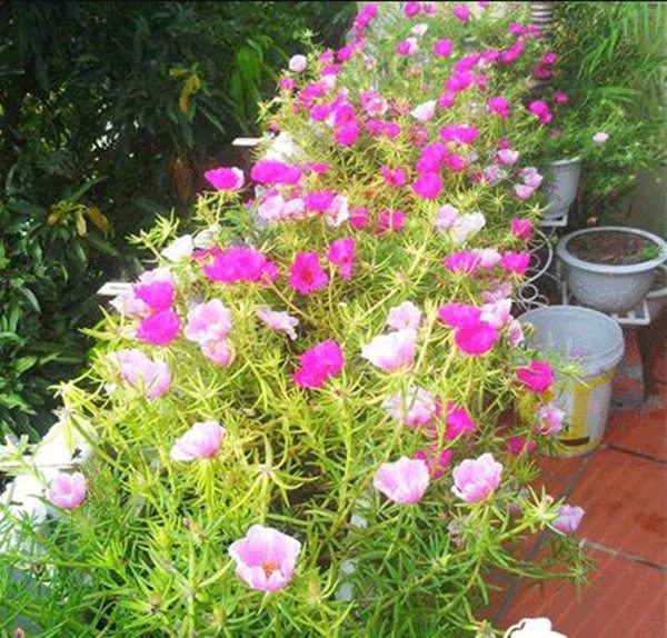 4 loại cây nở hoa đẹp và chịu được nắng, mùa hè nhất định phải trồng ở ban công - 4 - kythuatcanhtac.com