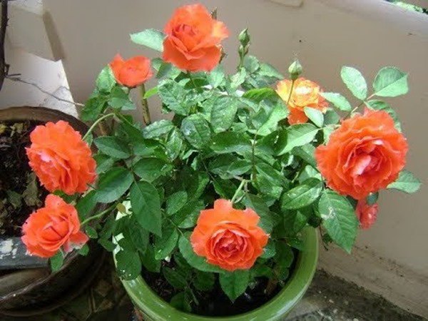 Cách trồng hoa hồng sau Tết, đừng vứt đi phí của, để lại vài tháng sau có hoa mới - 3 - kythuatcanhtac.com