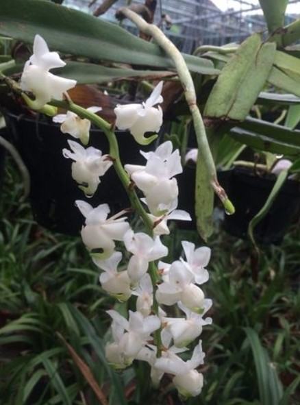 Hoa lan bạch nhạn - Nguồn gốc, đặc điểm, cách trồng và chăm sóc hoa lan bạch nhạn 13 - kythuatcanhtac.com