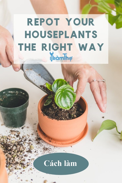 Cách thay chậu cho cây trồng trong nhà đúng cách - kythuatcanhtac.com