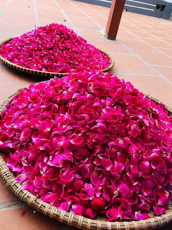 Mê mẩn vườn hồng đẹp như mơ, rộng hàng nghìn m2 của bà mẹ Hà thành - 16 - kythuatcanhtac.com
