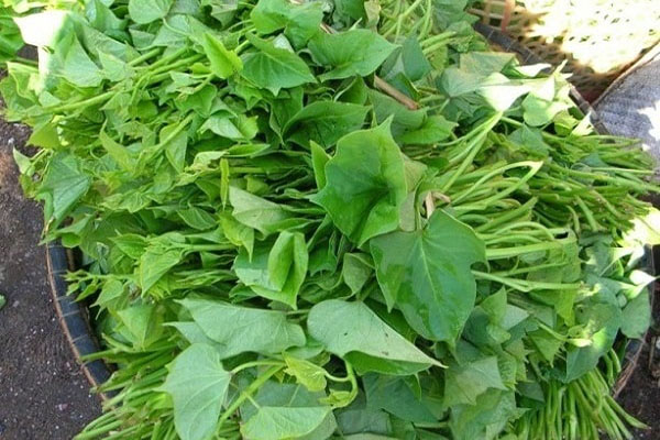 Cách trồng rau lang lấy ngọn - kythuatcanhtac.com