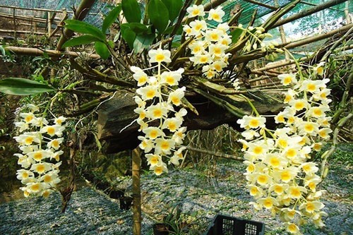 Để trồng lan hãy học 3 kỹ thuật này, hoa nở nhiều và nụ nhú lên liên tục - 3 - kythuatcanhtac.com