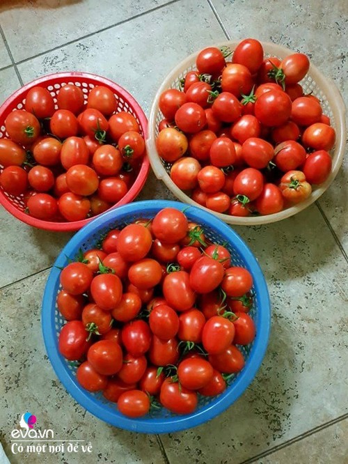 Mẹ Hưng Yên cẩu đất lên sân thượng trồng cà chua, vài tháng sau được cả vườn sai lúc lỉu - 10 - kythuatcanhtac.com