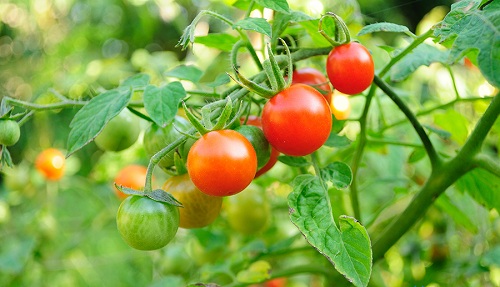 Cách thụ phấn cho cây cà chua thành công - kythuatcanhtac.com