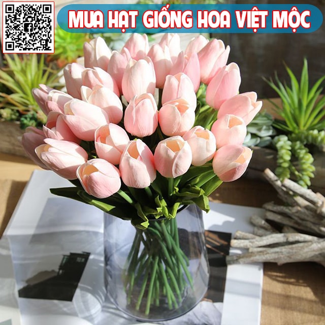 Hình ảnh hoa tulip hồng - kythuatcanhtac.com