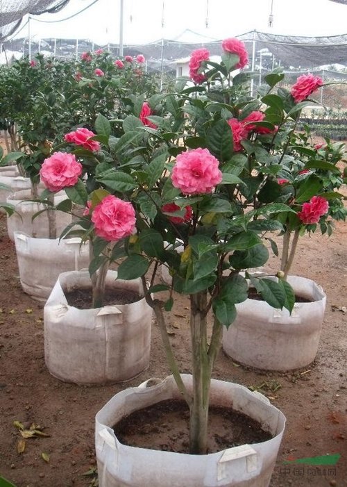 Chọn cây hoa trà khỏe mạnh để tạo cây Tree - kythuatcanhtac.com