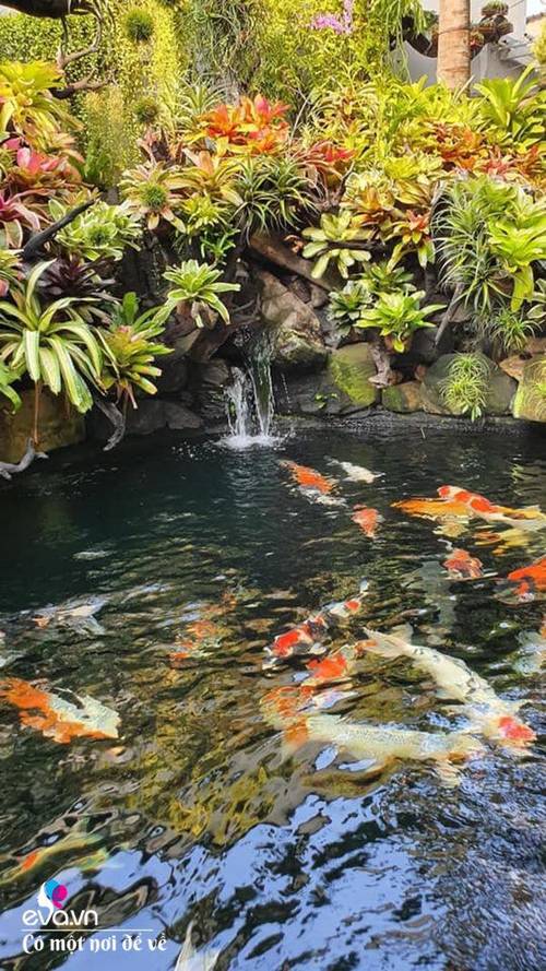 Mẹ Cần Thơ làm vườn như thiên đường, nuôi 20 chú cá khiến dân tình “mê mệt” - 13 - kythuatcanhtac.com