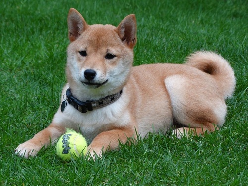 Chó Shiba Inu chơi đùa cùng quả bóng - kythuatcanhtac.com