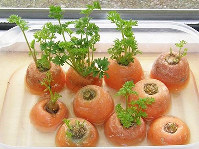 Cách trồng cà rốt từ củ - kythuatcanhtac.com