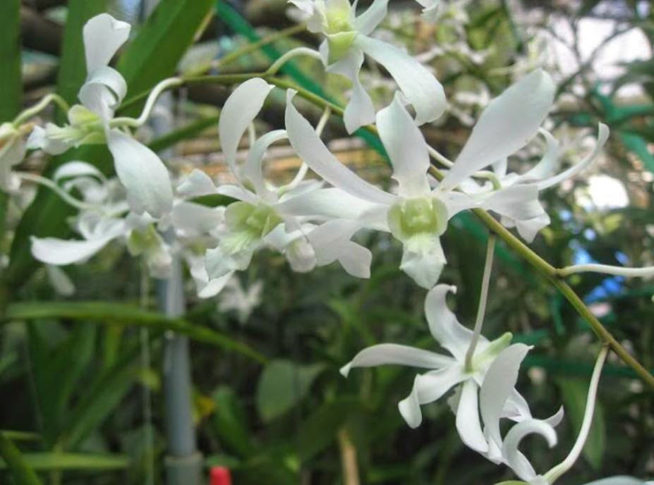 Hoa lan dendro nắng - Nguồn gốc, đặc điểm, cách trồng và chăm sóc hoa lan dendro nắng 17 - kythuatcanhtac.com