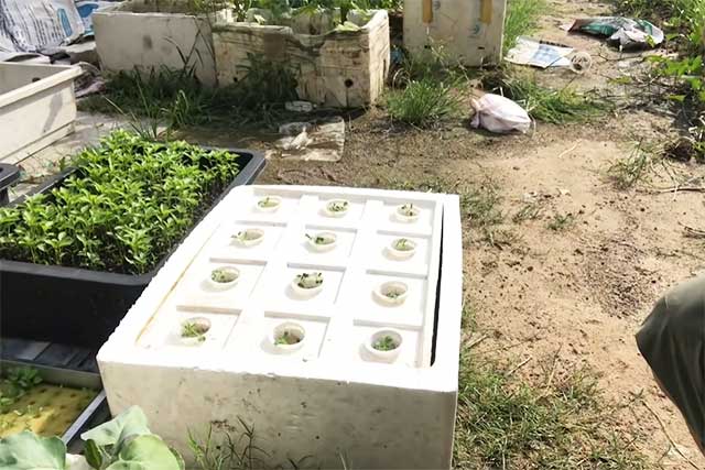 Cách trồng rau thủy canh tại nhà 9 - kythuatcanhtac.com