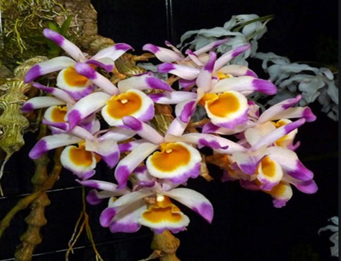 Hoa lan trúc phật bà- Nguồn gốc, đặc điểm, cách trồng và chăm sóc hoa lan trúc phật bà 15 - kythuatcanhtac.com