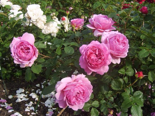 Hoa hồng Alexandra of Kent Rose - Loại hoa hồng nhẹ nhàng mà tinh tế 2 - kythuatcanhtac.com