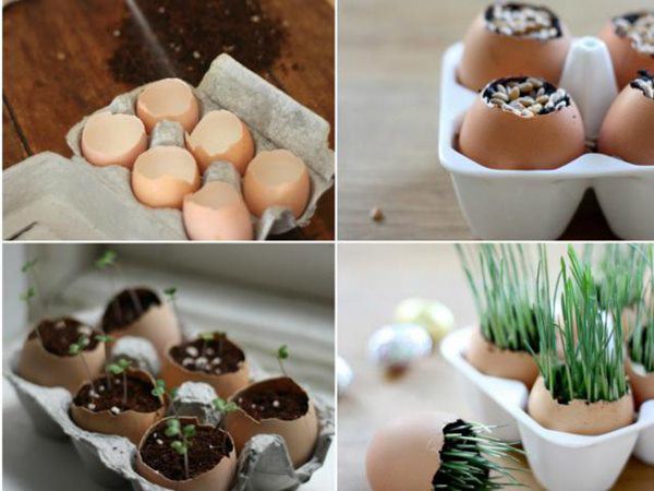 Vỏ trứng có thể dùng trực tiếp làm phân bón không? Nhiều người trồng hoa kì cựu vẫn nhầm - 3 - kythuatcanhtac.com