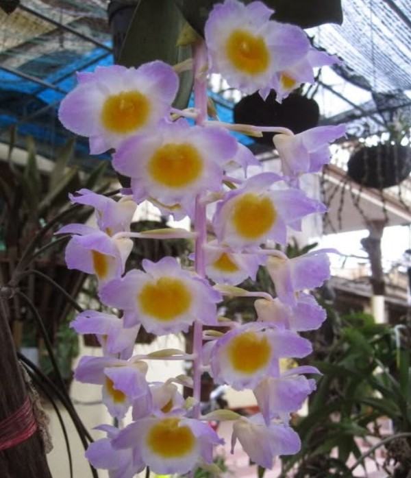 Hoa lan sơn thủy tiên - Nguồn gốc, phân loại, cách trồng và chăm sóc hoa lan sơn thủy tiên 20 - kythuatcanhtac.com