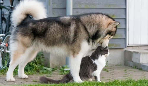 Chó alaska - Những thông tin cần biết khi nuôi chó alaska 12 - kythuatcanhtac.com