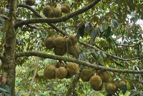 Hình ảnh cây Sầu riêng - kythuatcanhtac.com